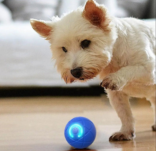 DogFri™ InteractiveBall: Oplaadbare Interactieve Huisdier Speelgoed Bal