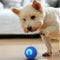 DogFri™ InteractiveBall: Oplaadbare Interactieve Huisdier Speelgoed Bal